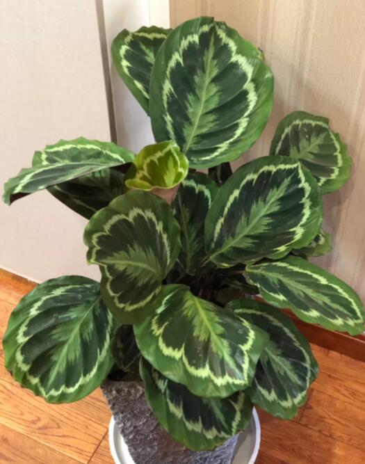 12星座守護花以及花語（2）