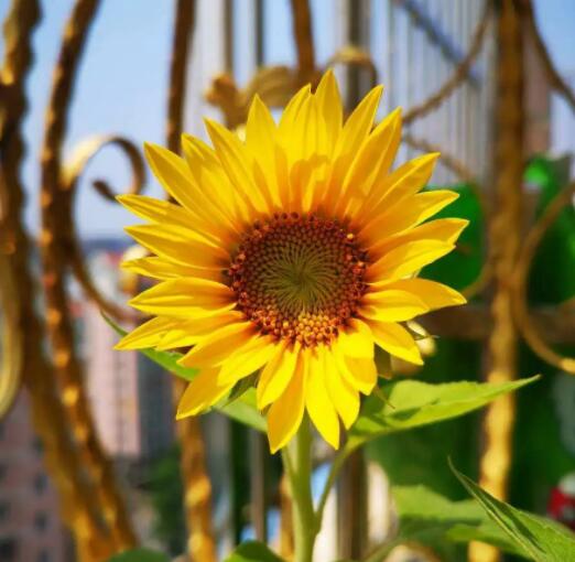 12星座守護花以及花語（3）