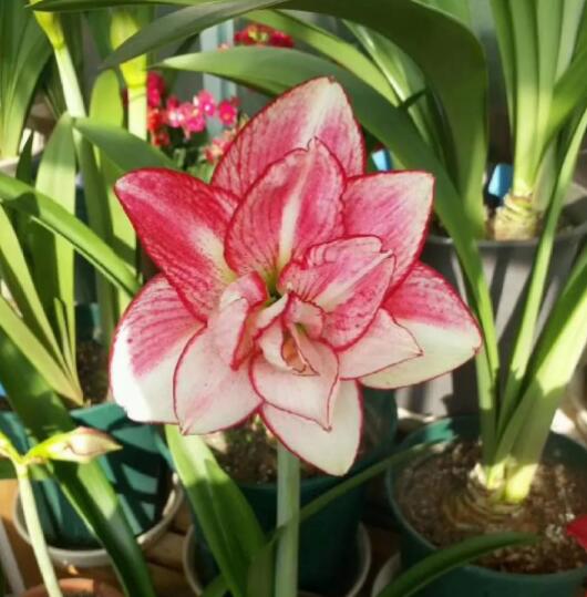 12星座守護花以及花語（4）