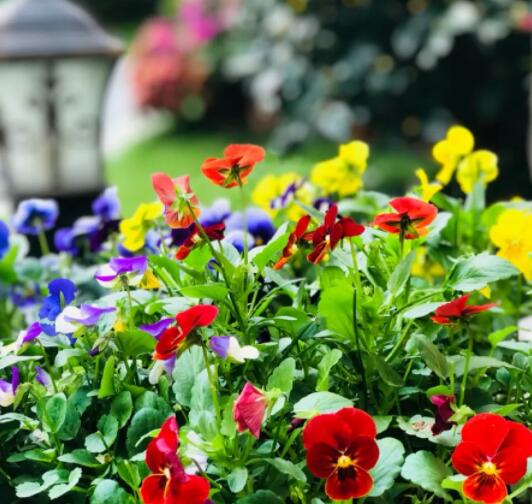 12星座守護花以及花語（5）