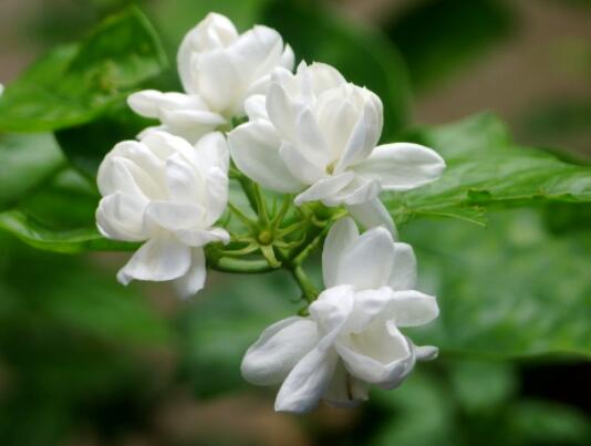 12星座守護花以及花語（8）