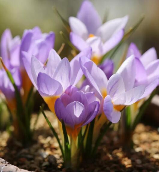 12星座守護花以及花語（12）