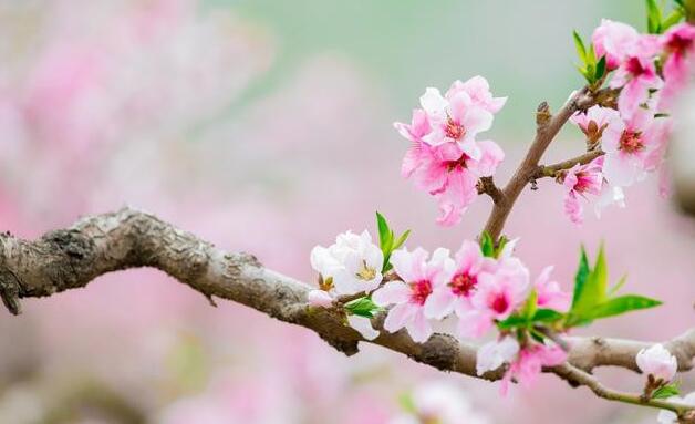 七月桃花運最旺的生肖