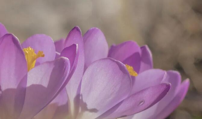 塔羅占卜你長得漂亮嗎